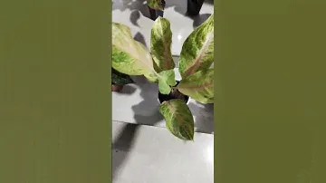 Siam Pearl Aglaonema