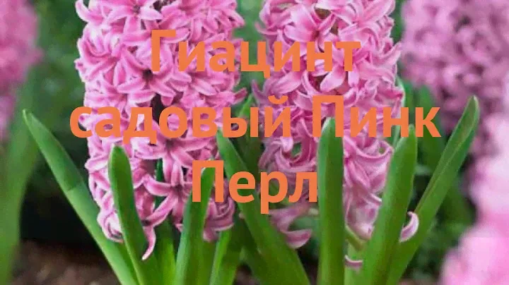 Гиацинт садовый Пинк Перл (giatsint-sadovyy) 🌿 обзор: как сажать, луковицы гиацинты Пинк Перл