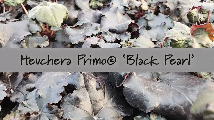 Heuchera Primo® 'Black Pearl' at Prides Corner Farms