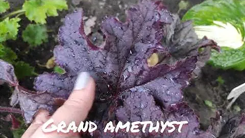 Гейхеры серии Grand...сорт Grand black и Grand amethyst осенний окрас листьев