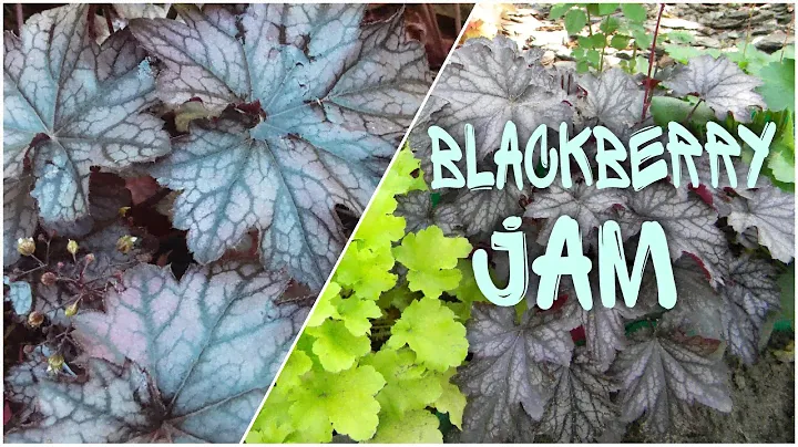 Гейхера Blackberry Jam ⭐ Heuchera Blackberry Jam