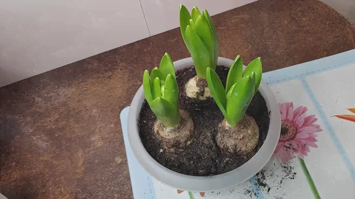 06.03.23.новые белые  Гиацинты ..пересадка.