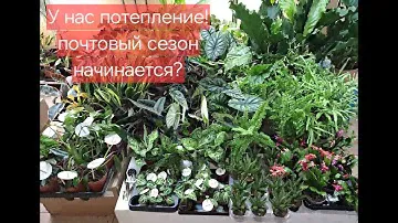 Обзор поступления комнатных растений от 14 марта 2024г. Антуриумы, Аглаонема Панама Пинк,сансевиерии