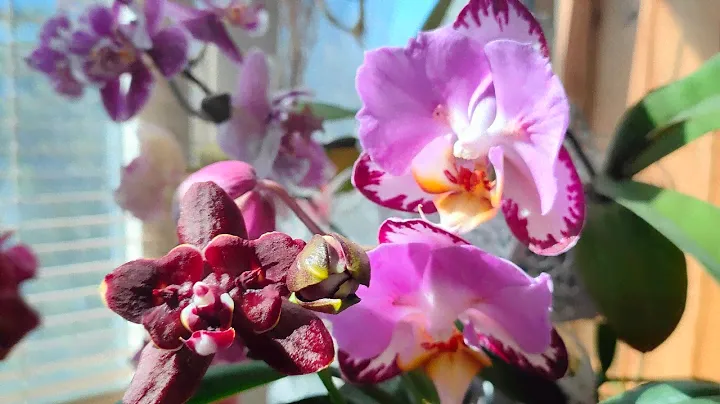 Зацвели Phal. Strawberry Chocolate peloric 🍓🍫 и Sogo Gotris x Taida Pearl ES-1 peloric🦋🌸