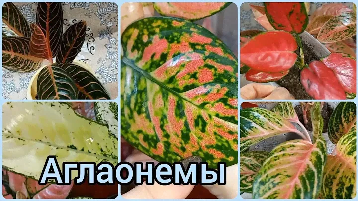Прекрасны без цветов😍АГЛАОНЕМЫ🌹Когда требуется пересадка🌱Грунт🌹Суматра🌱Рэд стар🌹Пинк Валентин и др.