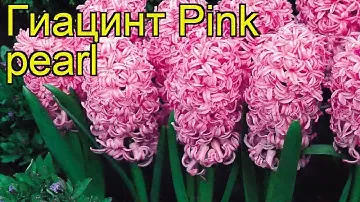 Гиацинт Розовый Жемчуг. Краткий обзор, описание характеристик, где купить луковицы Pink pearl