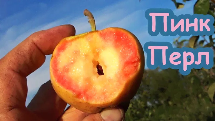 Яблоня ПИНК ПЕРЛ (Розовый Жемчуг) /Новый сорт в коллекции