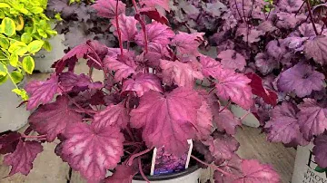 Heuchera Primo™ Wild Rose and Primo™ Black Pearl (Coral Bells) // Bright Foliage Plants