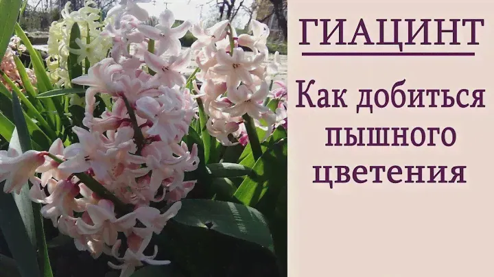 Гиацинты - уход до и во время цветения. Как добиться пышного цветения гиацинтов.