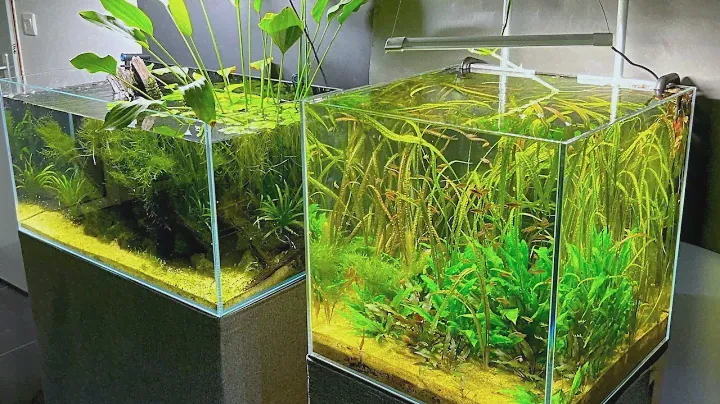 Between 80 and 100 Celestial Pearl Danios (Galaxy Rasbora)