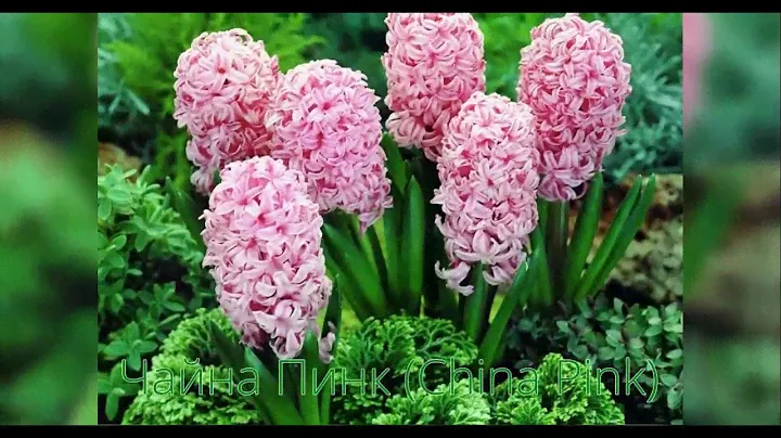 Гиацинт China Pink (Чайна Пинк)