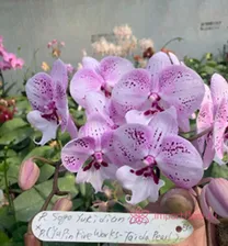 YA5 P.Sogo Yukidian ‘V-3’ x (Yu pin Fire Work-Taida Pearl)’ES’