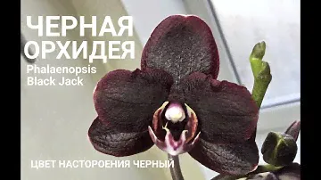 ОРХИДЕЯ цвет настроения черный Phalaenopsis Black Jack