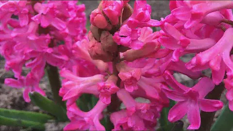 Расцвёл гиацинт