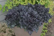 Гейхера Black Pearl