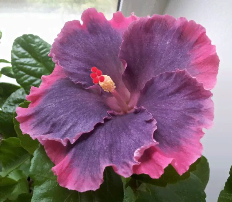 Гибискус Hibiscus Moorea My Blue Pearl-0