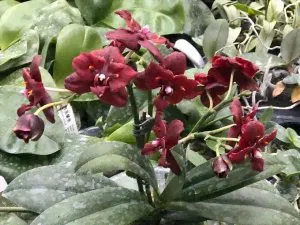 Phal.(Sogo Gotris-Taida Pearl)-1