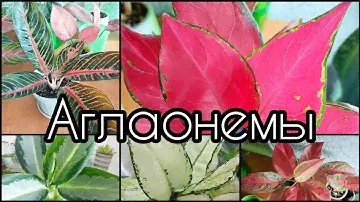Аглаонемы🌸Обзор коллекции🌱Просперити🌱Кокомелон🌸Черри беби🌱Пинк Валентин🌸Фёрст даймонд🌱Суматра и др