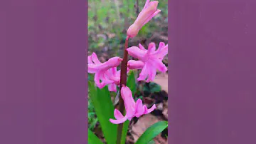 Hyacinth Pink Pearl | Hyacinthus Orientalis