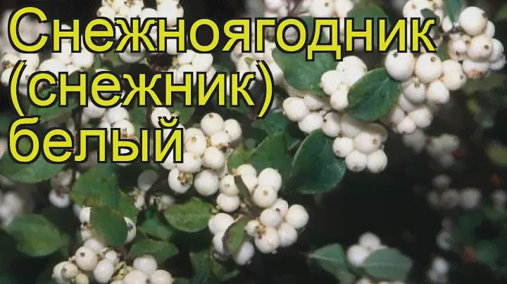 Снежноягодник белый. Краткий обзор, описание характеристик symphoricarpus albus