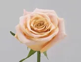 роза чайно-гибридная Mother Of Pearl