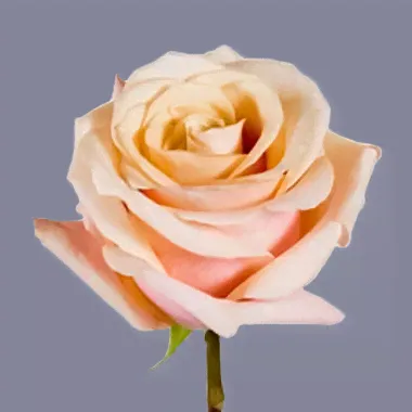Роза Mother of Pearl 50см